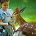 kid-feeding-antelope-1172023